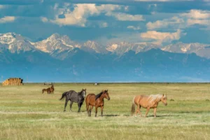 Several horses graze on a grassy plain with snow-capped mountains and cloudy skies in the background.