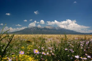 Wildflowers in the foreground with a grassy field and a mountain range under a blue sky with scattered clouds.