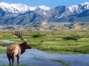 An elk stands by a stream with sand dunes and snow-capped mountains in the background under a clear sky.